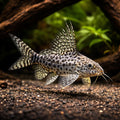 Feather-Fin Synodontis — Synodontis Eupterus - Moderate Care | UK (Synodontis eupterus) — Add the striking Synodontis — hero…