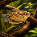 Gold Gourami (Trichogaster trichopterus) - UK (Trichopodus trichopterus) — Add a beautiful Gold Gourami to your tropical…