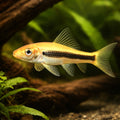 Chinese algae eater black — Golden Black Chinese Algae Eater (Gyrinocheilus aymonieri) (Gyrinocheilus aymonieri) — Dark…