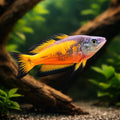 Orange Rainbowfish (Melanotaenia Parkinsoni) - UK (Melanotaenia parkinsoni) — Bright orange Parkinson's Rainbowfish for…