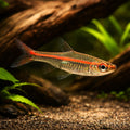Redline Rasbora (Trigonopoma pauciperforatum) - UK (Trigonopoma pauciperforatum) — Add the striking Redline Rasbora to your…