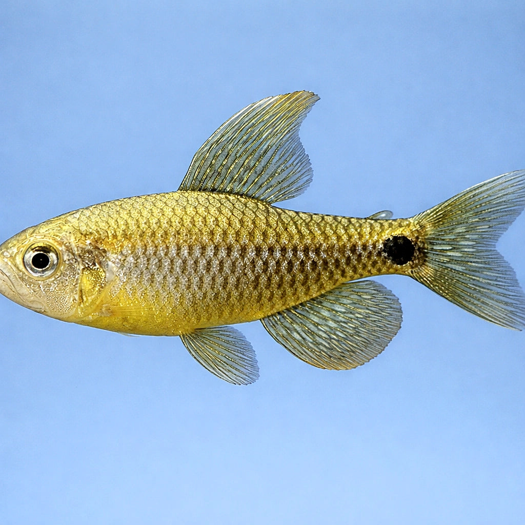 Sailfin Tetra (Crenuchus spilurus) - UK (Paracheirodon axelrodi) — Elegant Sailfin Tetra with graceful finnage, ideal for…