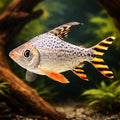 Silver Prochilodus - Moderate Care Tropical Fish UK (Semaprochilodus taeniurus) — Silver Prochilodus is a striking, active…
