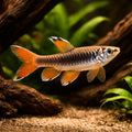 Eigenmann`s Copeina, Splash Tetra — Splash Tetra (Copella Arnoldi) - UK (Copella arnoldi) — Buy Splash Tetra, a striking…