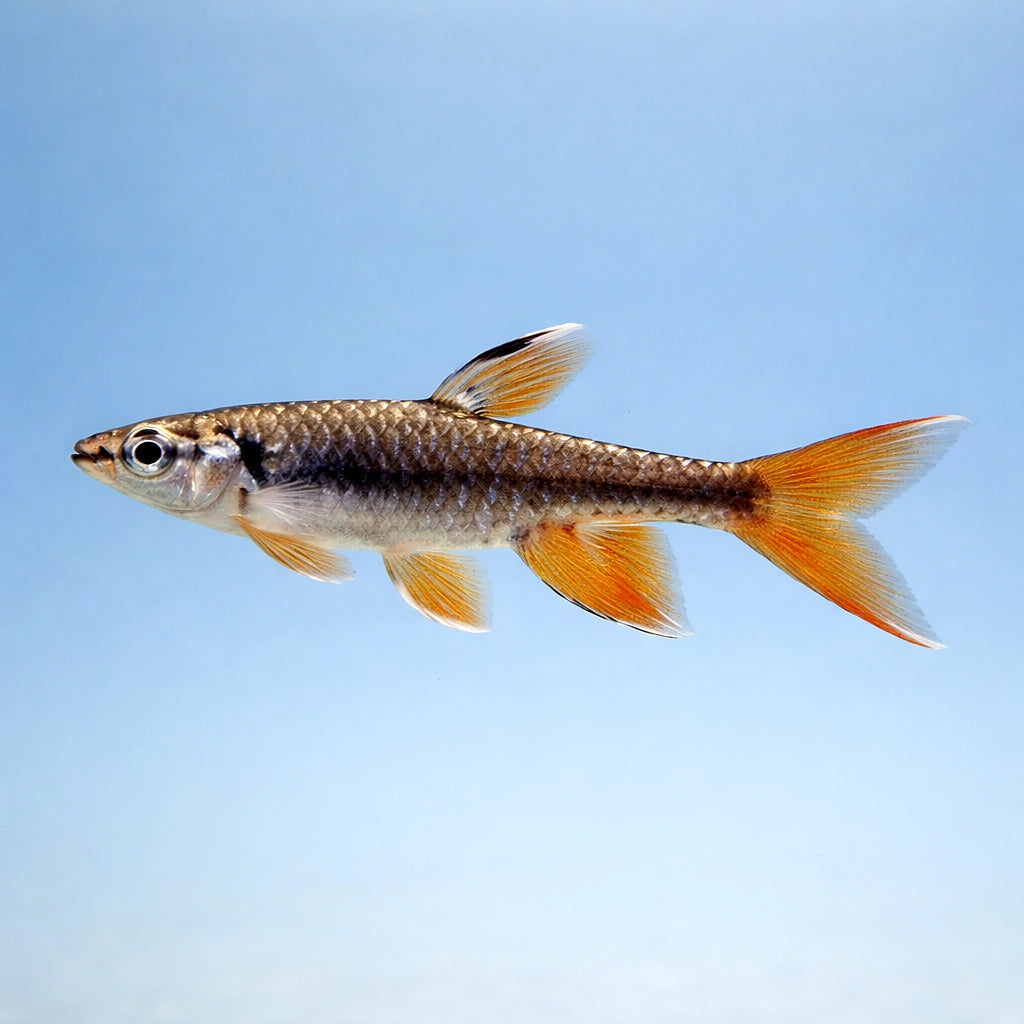 Eigenmann`s Copeina, Splash Tetra — Splash Tetra (Copella Arnoldi) - UK (Copella arnoldi) — Buy Splash Tetra, a striking…