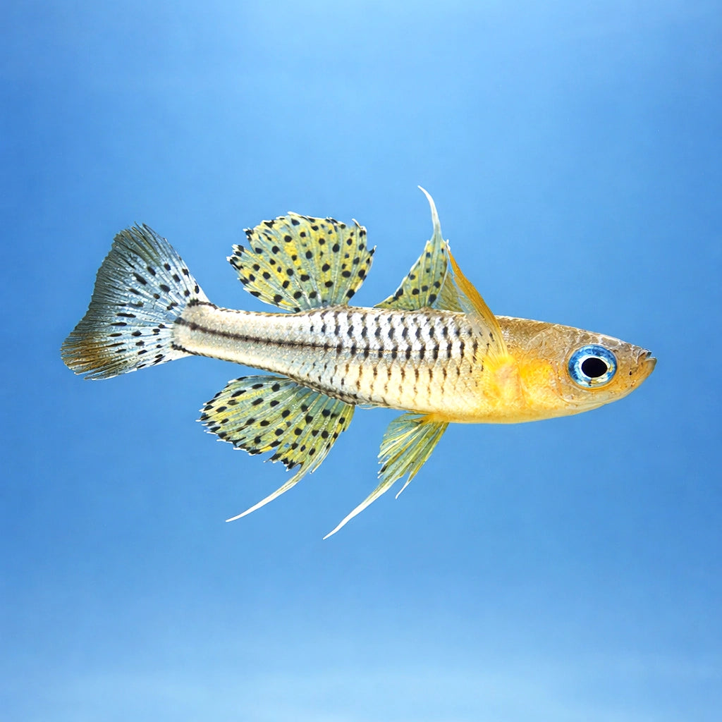 Spotted Blue-Eye Rainbowfish (Pseudomugil gertrudae) - UK (Pseudomugil gertrudae) — Add the Spotted Blue-Eye Rainbowfish to…
