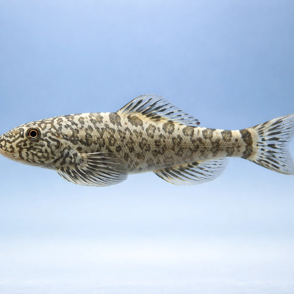 Sucker-belly loach — Hillstream Loach – Beaufortia Kweichowensis (Beaufortia kweichowensis) — Hillstream Loach / Sucker…