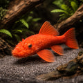Super Red Bristlenose Pleco - Tropical Fish UK (Ancistrus sp.) — Add a striking Super Red Bristlenose Pleco to your tank…