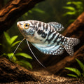 Opaline Gorarmi — X Cosby Three-Spot Gourami (Trichopodus trichopterus) - UK (Trichopodus trichopterus) — A striking — hero…