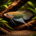 Croaking Gourami (Trichopsis vittata) - UK (Trichopsis vittata) — Distinctive Croaking Gourami with fascinating vocal — hero…