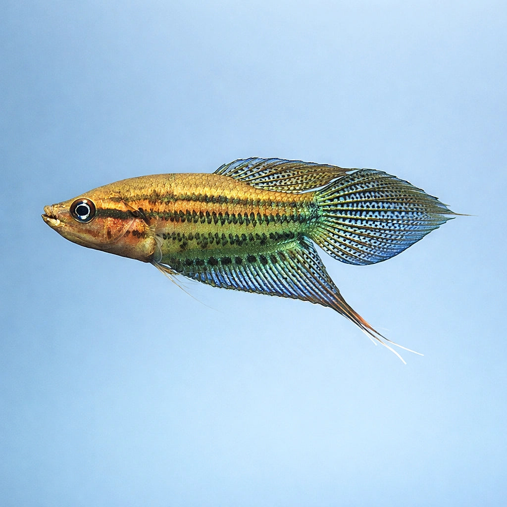 Croaking Gourami (Trichopsis vittata) - UK (Trichopsis vittata) — Distinctive Croaking Gourami with fascinating vocal — side…