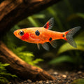 Dwarf Rasbora, Pigmy Rasbor — X Dwarf Rasbora (Boraras maculatus) - UK (Boraras maculatus) — Add X Dwarf Rasbora to your…