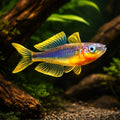 Forked-Tail Rainbowfish Popondetta / Furcata TROPICAL FISH 1-2Cm - UK (Pseudomugil furcatus) — A striking rainbowfish with…