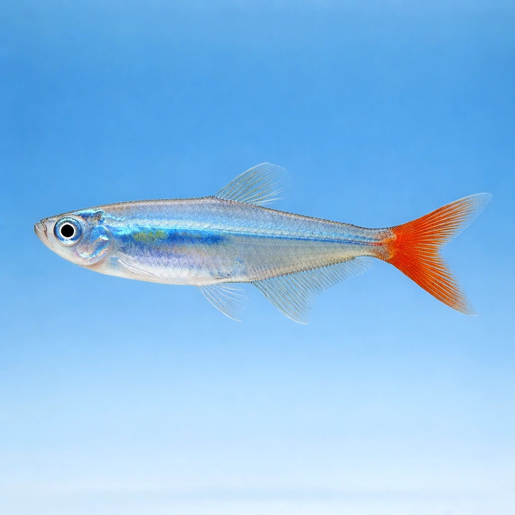 Glass Bloodfin Tetras - Prionobrama Filigera - South American Tetras, Beautiful Schooling Fish Thriving in Freshwater — side…