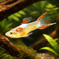 Female Guppy — X Gold Dwarf Guppy Males (Poecilia reticulata x wingei) - UK (Poecilia reticulata) — Add rare Gold Dwarf…