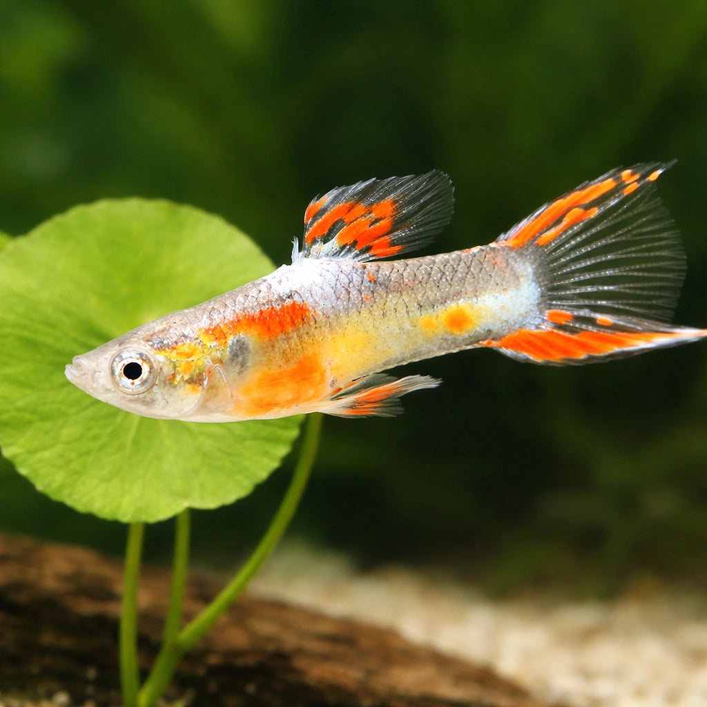 Female Guppy — X Gold Dwarf Guppy Males (Poecilia reticulata x wingei) - UK (Poecilia reticulata) — Add rare Gold Dwarf…