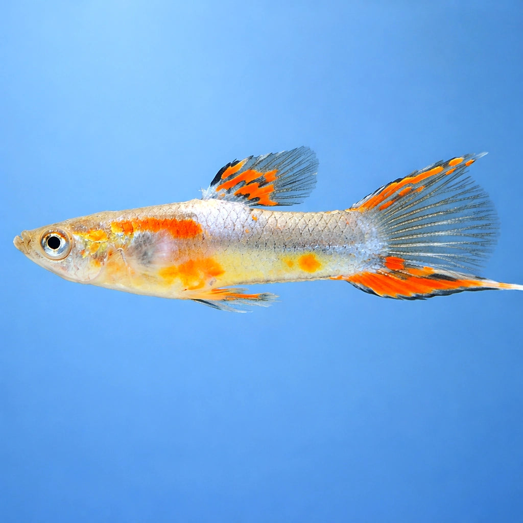 Female Guppy — X Gold Dwarf Guppy Males (Poecilia reticulata x wingei) - UK (Poecilia reticulata) — Add rare Gold Dwarf…