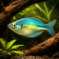 Lake Kutubu Rainbowfish (Melanotaenia lacustris) - UK (Melanotaenia lacustris) — A striking, playful rainbowfish with vivid…