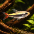 Loreto Tetra (Hyphessobrycon loretoensis) - UK (Paracheirodon innesi) — Add rare South American charm with Loreto Tetras…