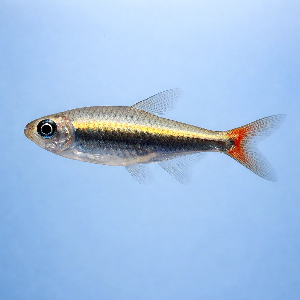 Loreto Tetra (Hyphessobrycon loretoensis) - UK (Paracheirodon innesi) — Add rare South American charm with Loreto Tetras…