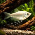 Moonlight Gourami (Trichopodus microlepis) - UK (Trichopodus microlepis) — Add the elegant Moonlight Gourami to your — hero…