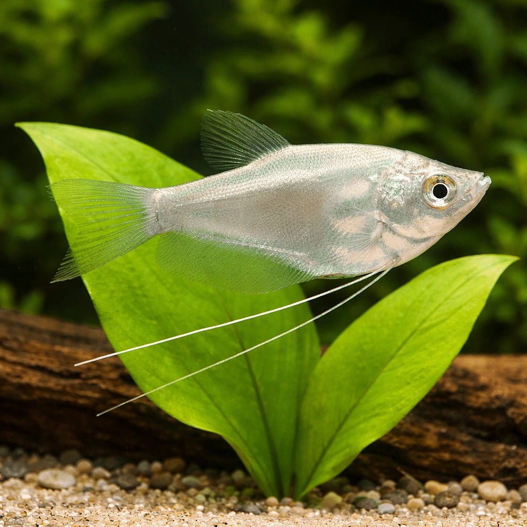 Moonlight Gourami (Trichopodus microlepis) - UK (Trichopodus microlepis) — Add the elegant Moonlight Gourami to your — scale…
