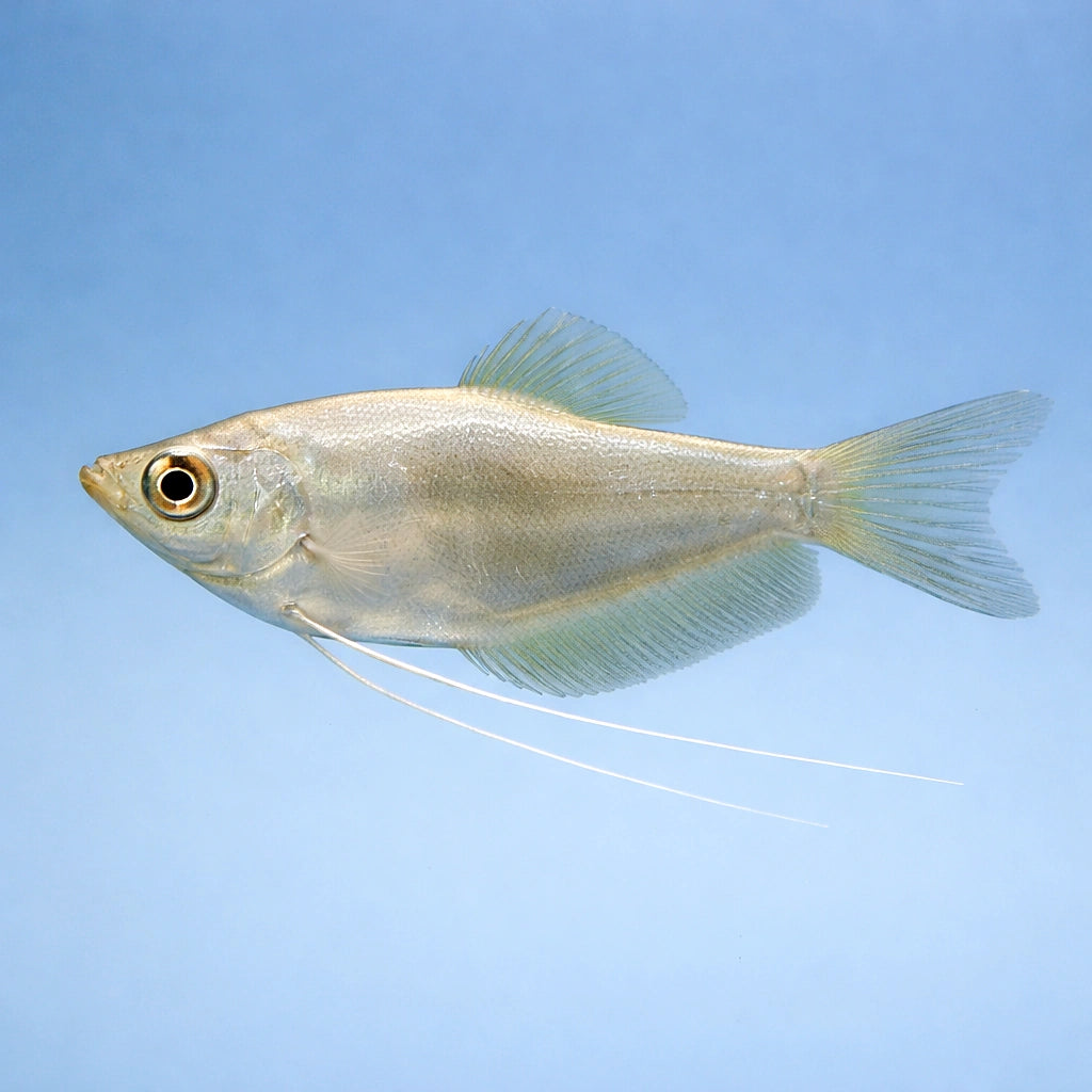Moonlight Gourami (Trichopodus microlepis) - UK (Trichopodus microlepis) — Add the elegant Moonlight Gourami to your — side…