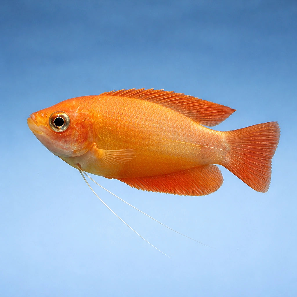 Orange Thick-Lipped Gourami (Trichogaster labiosa "Orange") - UK (Trichogaster labiosa) — A bold, colourful labyrinth fish…