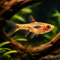 Phoenix Dwarf Rasboras - Boraras Merah - Cyprinid Fish, Perfect Tropical Community Fish for Beginners Seeking Thriving…