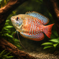 Rainbow Dwarf Gourami (Trichogaster lalius «Rainbow») - UK (Trichogaster lalius) — Add colour and calm to your tank with…