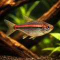 tropical fish UK — South American Tetra for sale UK — AI hero driftwood view