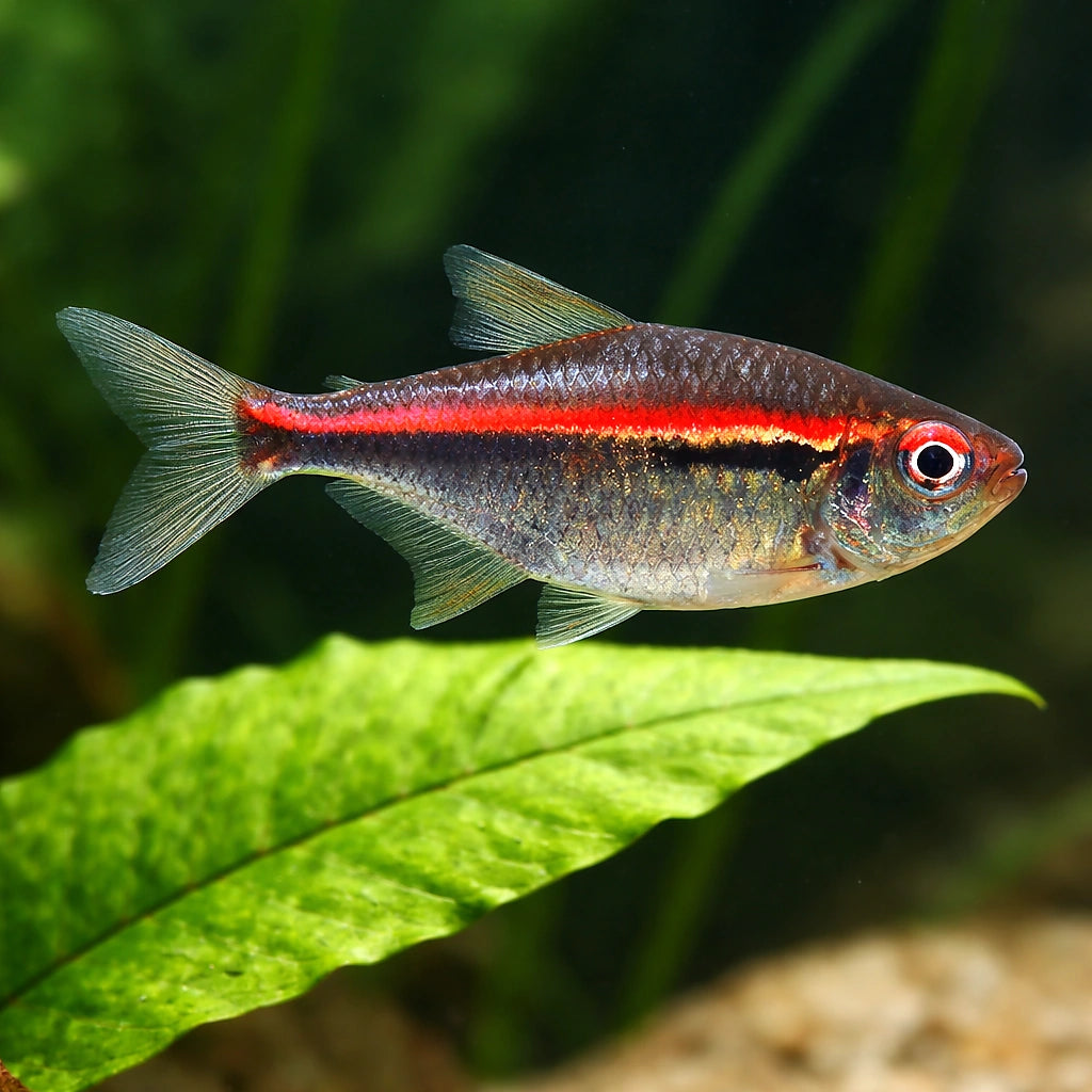 tropical fish UK — South American Tetra for sale UK — AI scale plant view