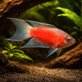 Red Paradise Fish - Macropodus Opercularis Red | UK (Macropodus opercularis) — Striking Red Paradise Fish with bold colour…