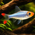 Rummynose Rasboras - Sawbwa Resplendens - Cyprinid Fish, Beautiful Tropical Fish for Beginners, Easy Care and Ideal — hero…