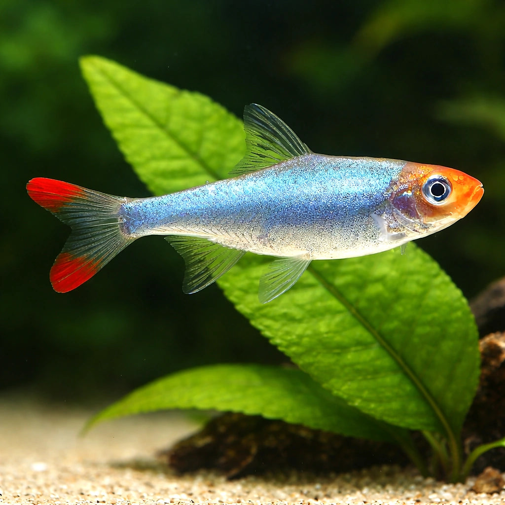 Rummynose Rasboras - Sawbwa Resplendens - Cyprinid Fish, Beautiful Tropical Fish for Beginners, Easy Care and Ideal — scale…