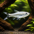 Scissortail Rasbora (Scissortail Rasboras - Rasbora Trilineata - Cyprinid Fish, Ideal Tropical Companions for Peaceful…