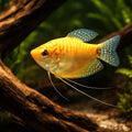 Three-Spot Gourami (Trichopodus trichopterus) - UK (Trichopodus trichopterus) — Add a striking Three-Spot Gourami to your…
