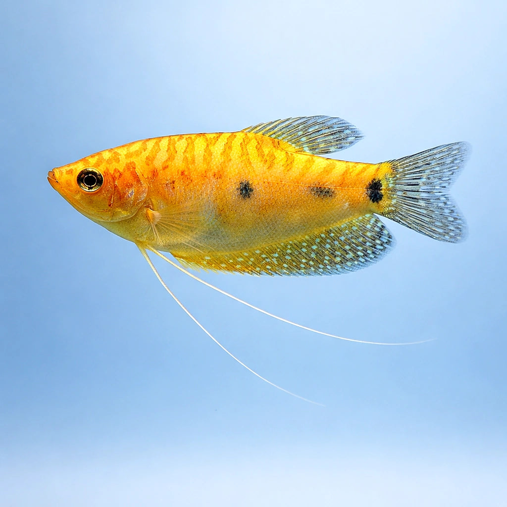 Three-Spot Gourami (Trichopodus trichopterus) - UK (Trichopodus trichopterus) — Add a striking Three-Spot Gourami to your…