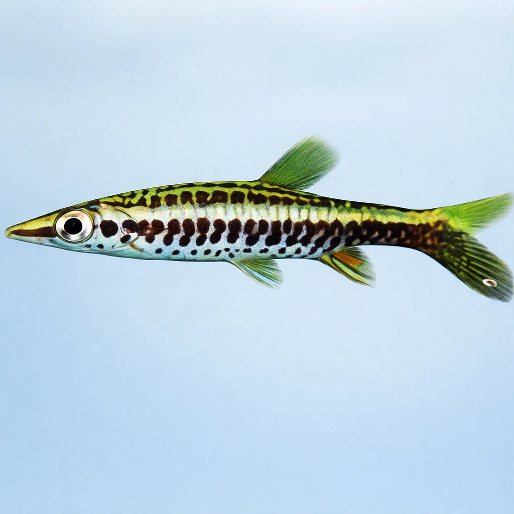 Tube-Mouthed Pencelfish — tropical fish for sale UK — AI side clean view