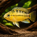 Tucurui Dwarf Cichlid — tropical fish for sale UK — AI hero driftwood view
