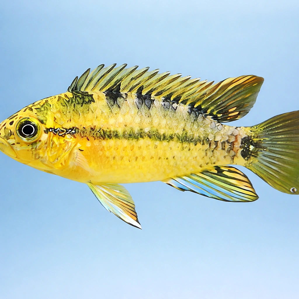 Tucurui Dwarf Cichlid — tropical fish for sale UK — AI side clean view
