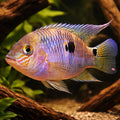 Twin-Spot Cichlid — tropical fish for sale UK — AI hero driftwood view