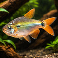 Two-Spot Astyanax — tropical fish for sale UK — AI hero driftwood view