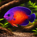 Twospined Angelfish M — tropical fish for sale UK — AI hero driftwood view