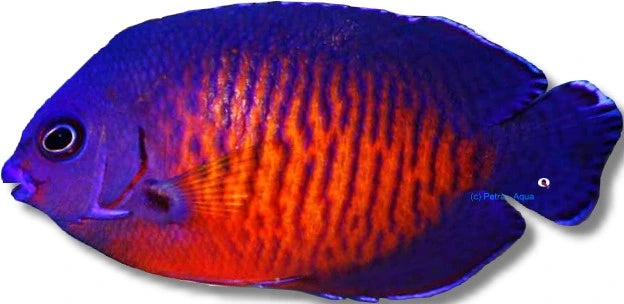 Twospined Angelfish Centropyge bispinosa medium marine fish with vivid blue, orange and yellow colouring