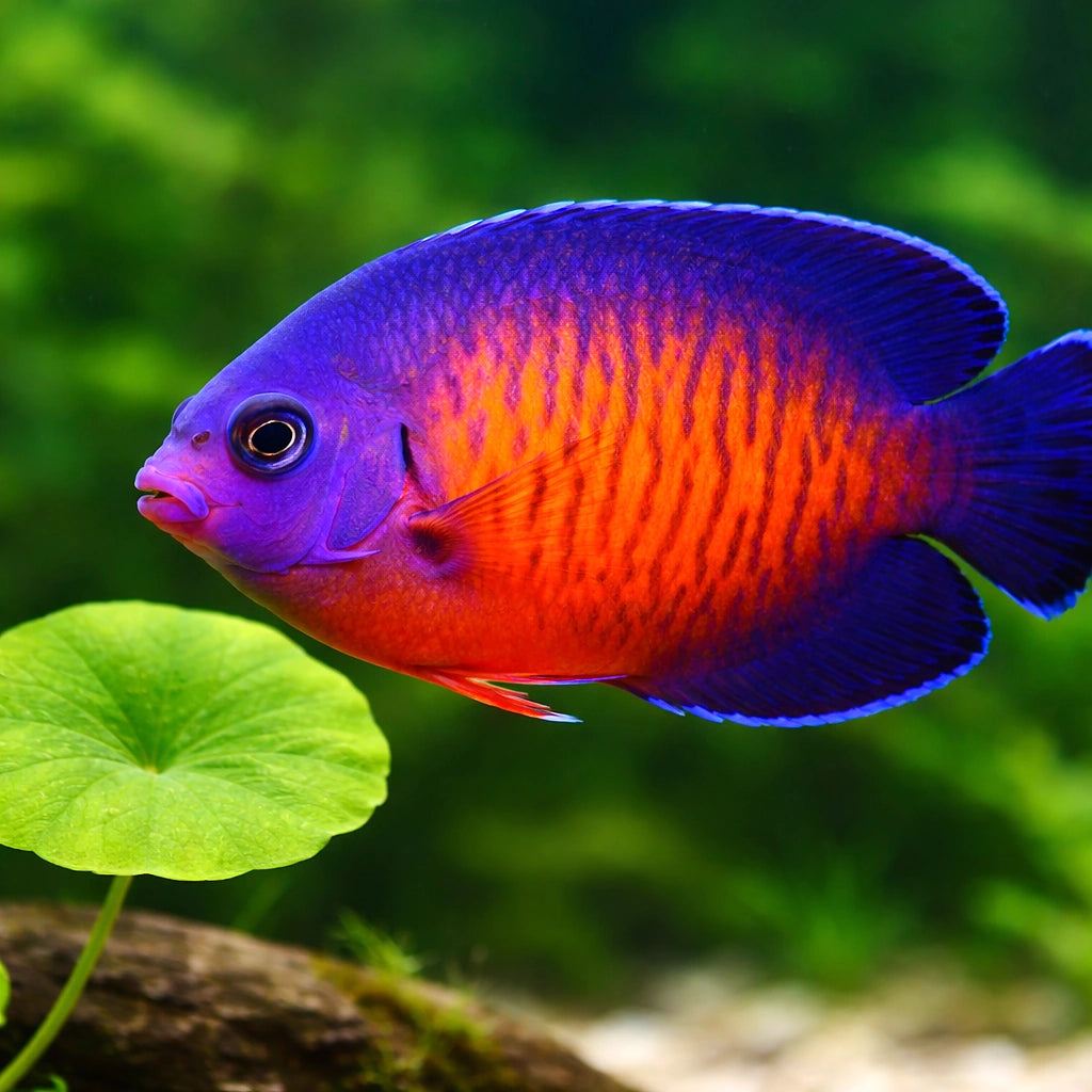 Twospined Angelfish M — tropical fish for sale UK — AI scale plant view