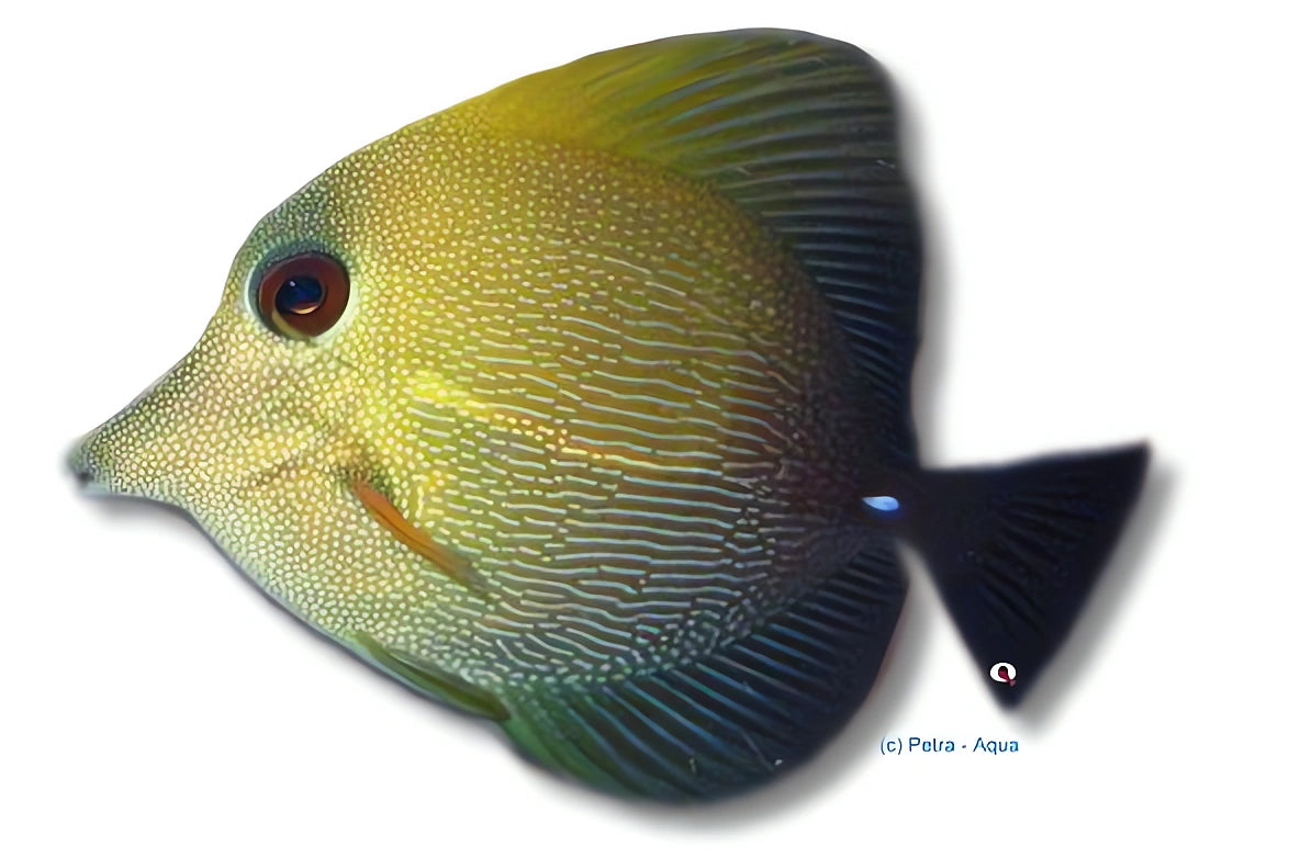 Twotone Tang M — tropical fish for sale UK