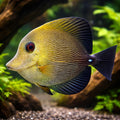 Twotone Tang M — tropical fish for sale UK — AI hero driftwood view