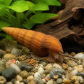 Orange Rabbit Snail — Snail for sale UK — AI natural aquarium view