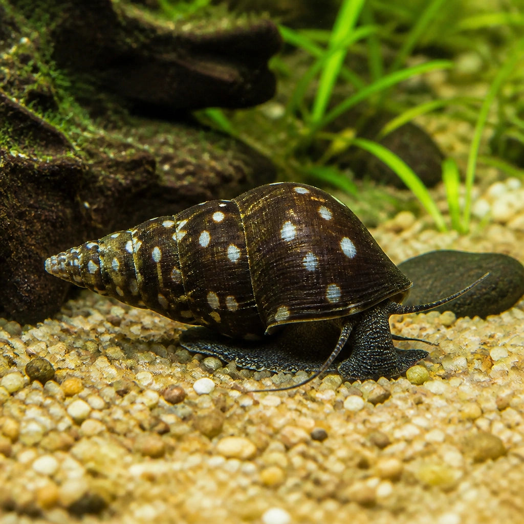 White Spotted Rabbit Snail — Snail for sale UK — AI natural aquarium view